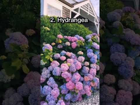 Які квіти йдуть разом у букет?